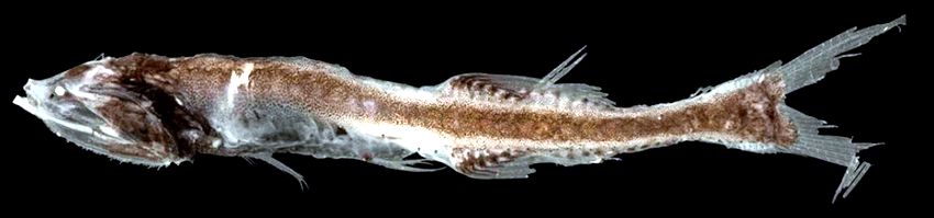 Cyclothone pallida_03.jpg